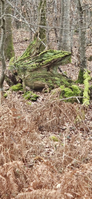 Z20240205_120344.jpg