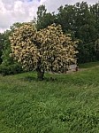 IMG_20240531_200032 .jpg