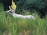 IMG_20240719_085304.jpg