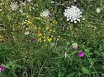 IMG_20240719_093526.jpg