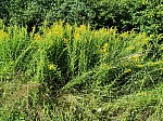 IMG_20240726_094840.jpg