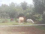 IMG_20240927_140125.jpg