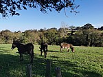 IMG_20241028_151544.jpg