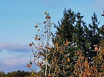 IMG_20241115_150721.jpg