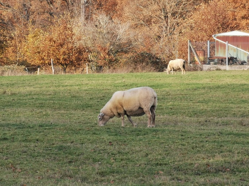 IMG_20241129_144650.jpg