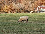 IMG_20241129_144650.jpg