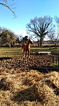 IMG-20250203-WA0009.jpg