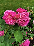 IMG_20250605_113938.jpg