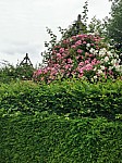 IMG_20250605_143106_1.jpg