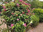 IMG_20250605_144541.jpg