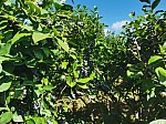 IMG_20250717_104006.jpg
