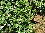 IMG_20250717_104201.jpg