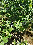 IMG_20250717_111219.jpg