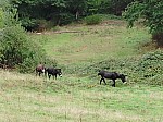 IMG-20250908-WA0002.jpg
